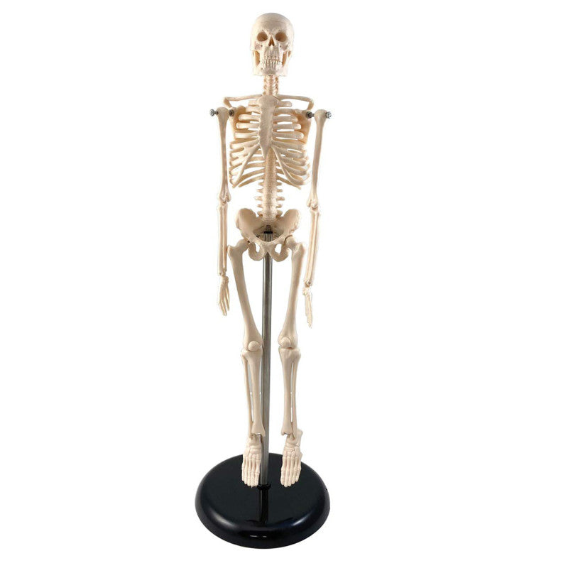 SUPERTEK - Human Skeleton Model with Key, 17"