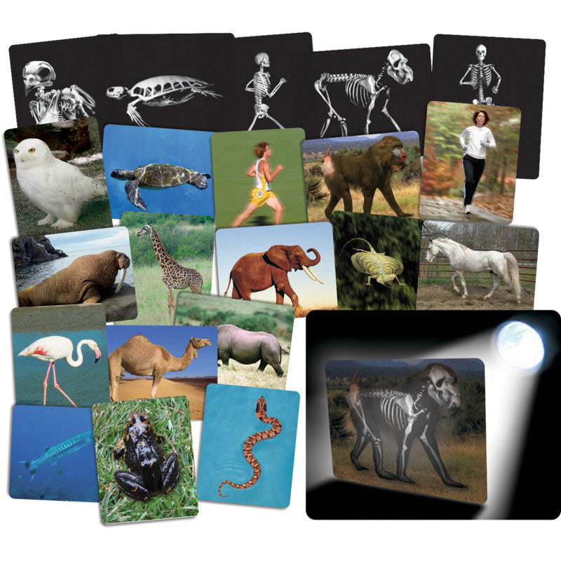ROYLCO - What’s Inside Animals Card Set