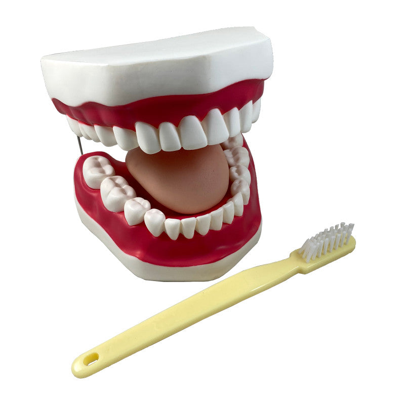 SUPERTEK - Oral Hygiene Model with Key