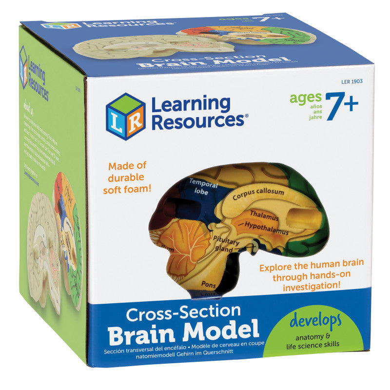 LEARNING RESOURCES - Soft Foam Cross-Section Human Brain Model