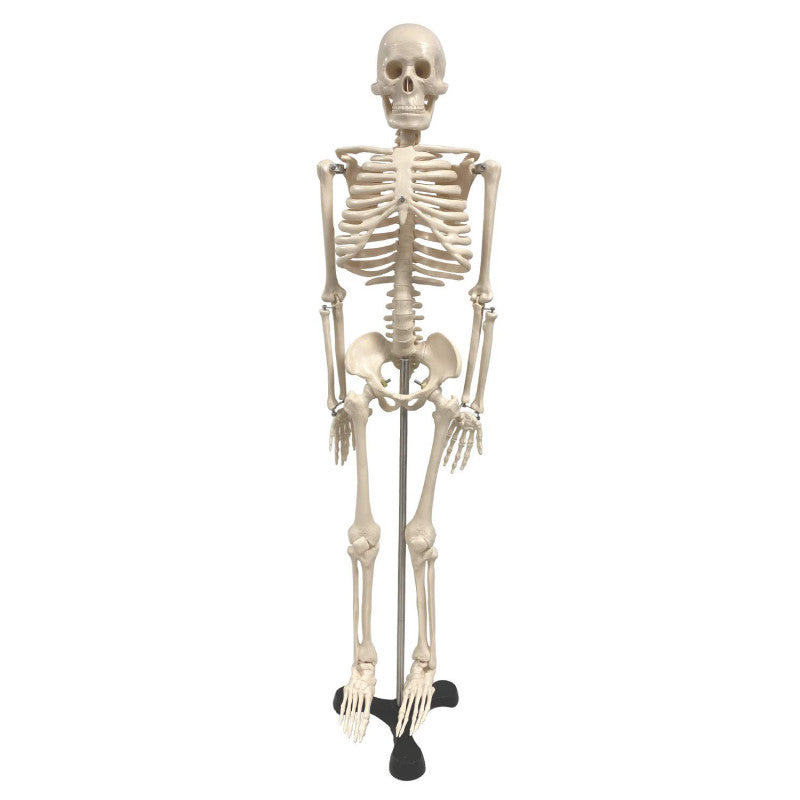 SUPERTEK - Human Skeleton Model with Key, 34"