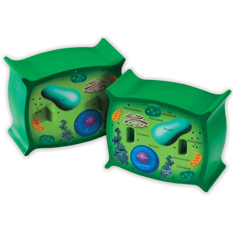 LEARNING RESOURCES - Cross-Section Plant Cell Model