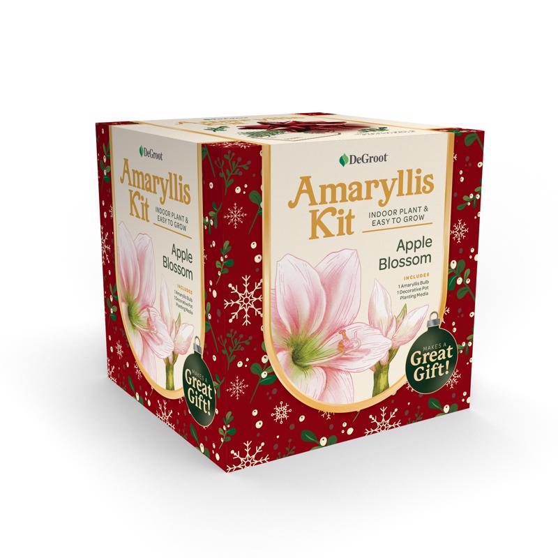 DEGROOT - DeGroot Amaryllis Gift Box Bulb Kit 1 pk - Case of 12