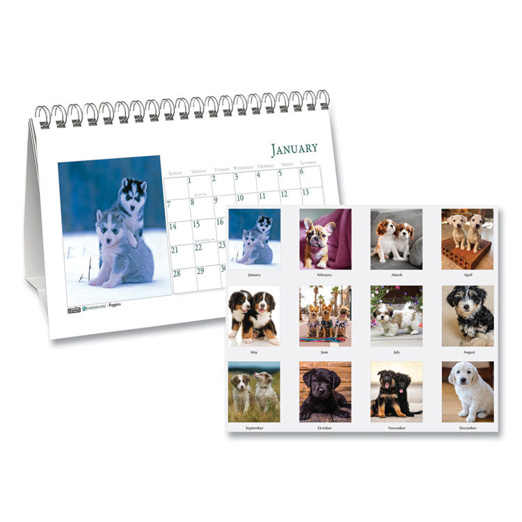 House of Doolittle - Earthscapes Recycled Desk Tent Monthly Calendar, Puppies Photography, 8.5 x 4.5, White Sheets, 12-Month (Jan to Dec): 2024