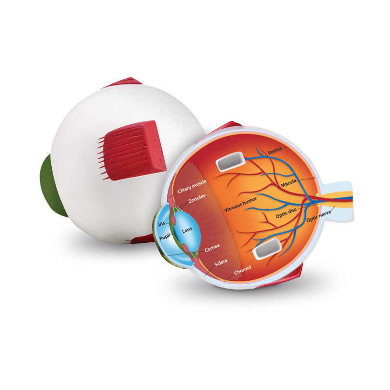 LEARNING RESOURCES - Soft Foam Cross-Section Eye Model