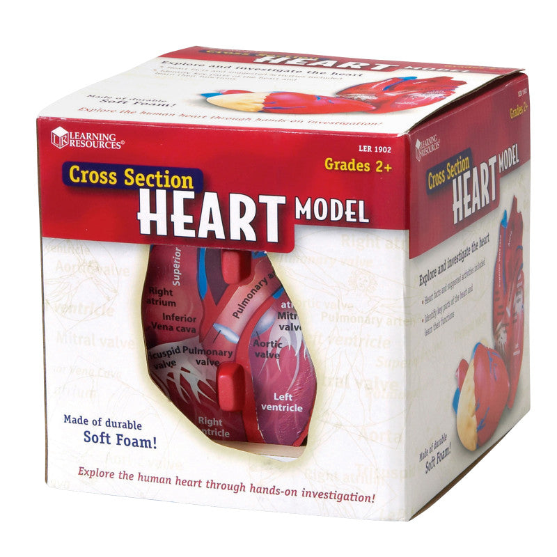 LEARNING RESOURCES - Soft Foam Cross-Section Human Heart Model