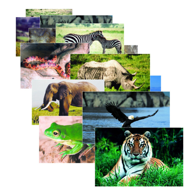 STAGES LEARNING MATERIALS - Wild Animals Poster Set, Set of 10