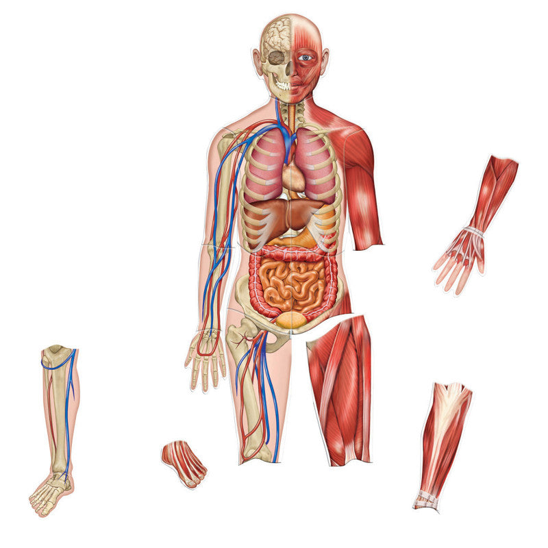 LEARNING RESOURCES - Double-Sided Magnetic Human Body Set, 17 Pieces