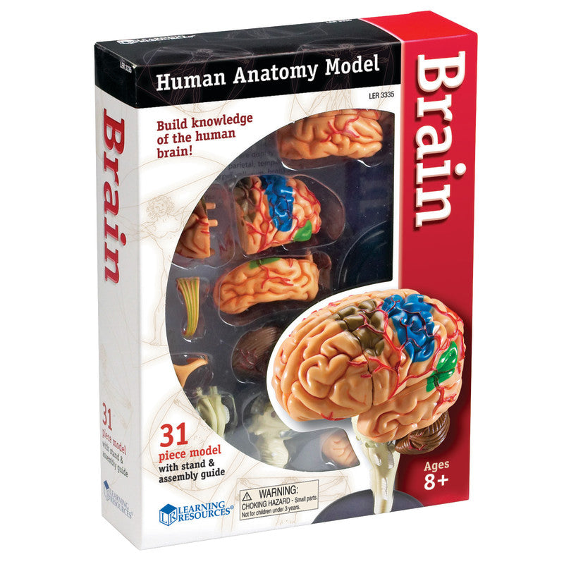 LEARNING RESOURCES - Brain Anatomy Model, 31 Pieces