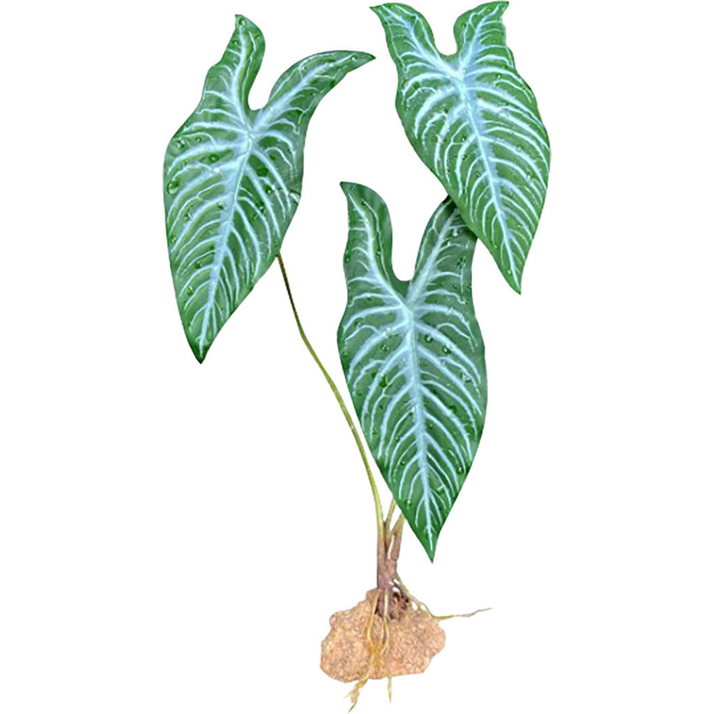 Komodo White Vein Standing Plant (GREEN/WHITE, 11.8 IN)