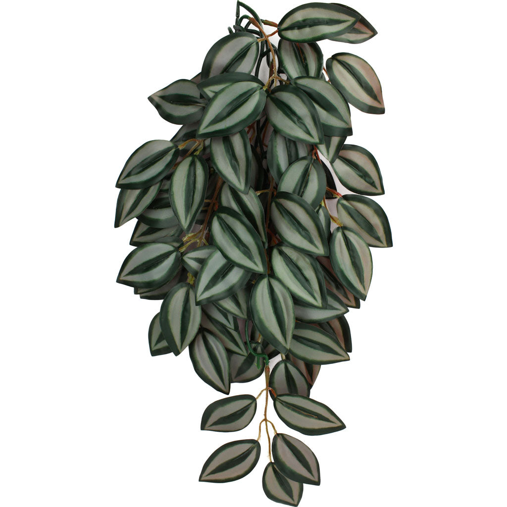 Komodo Zebrina Climbing Plant (GREEN/RED, MD - 16 IN)