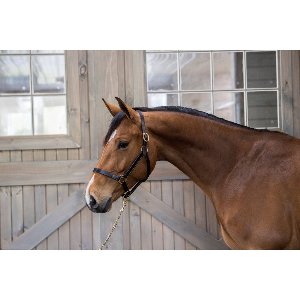 Gatsby Leather Adjustable Turnout Halter (HAVANA, SUCKLING)