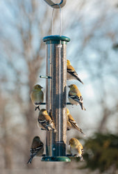 Plastic 8-Port Finch Tube Feeder (CLEAR/GREEN, 2 LB CAP)