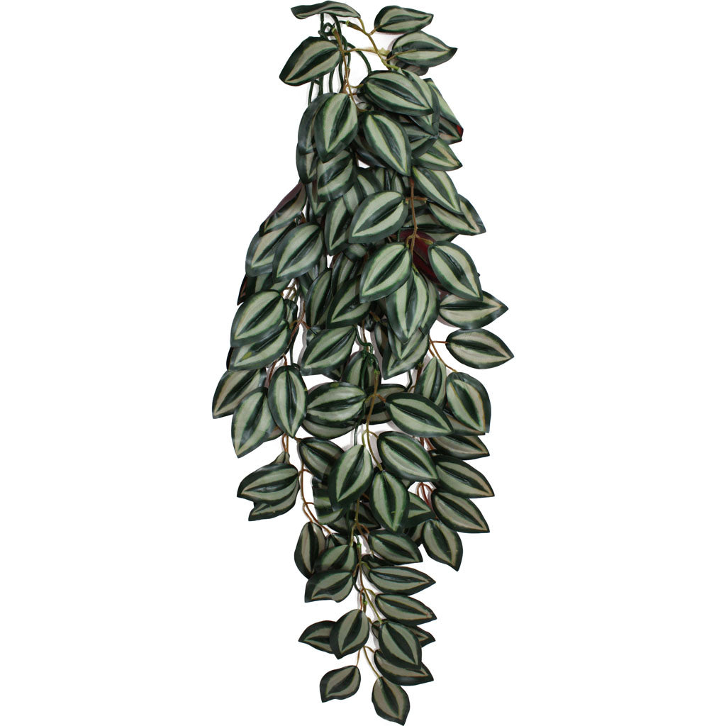 Komodo Zebrina Climbing Plant (GREEN/RED, LG - 24 IN)