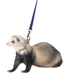 Marshall Ferret Harness And Lead (ROYAL BLUE, 48 IN)