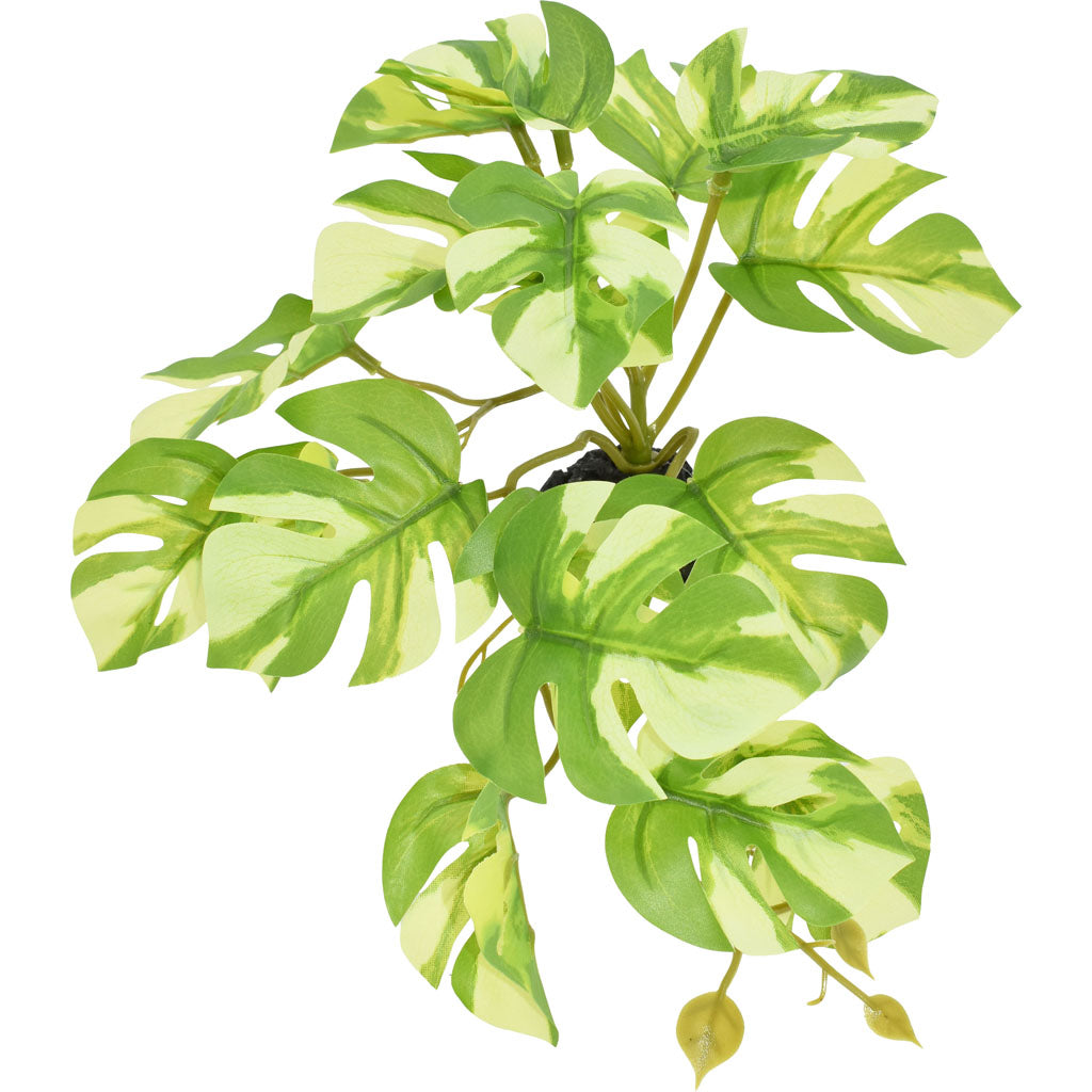Komodo Standing Varigated Monstera Plant (GREEN, 5 IN)