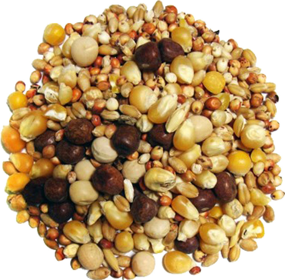 Breeder Small Corn Pigeon Food (50 LB)