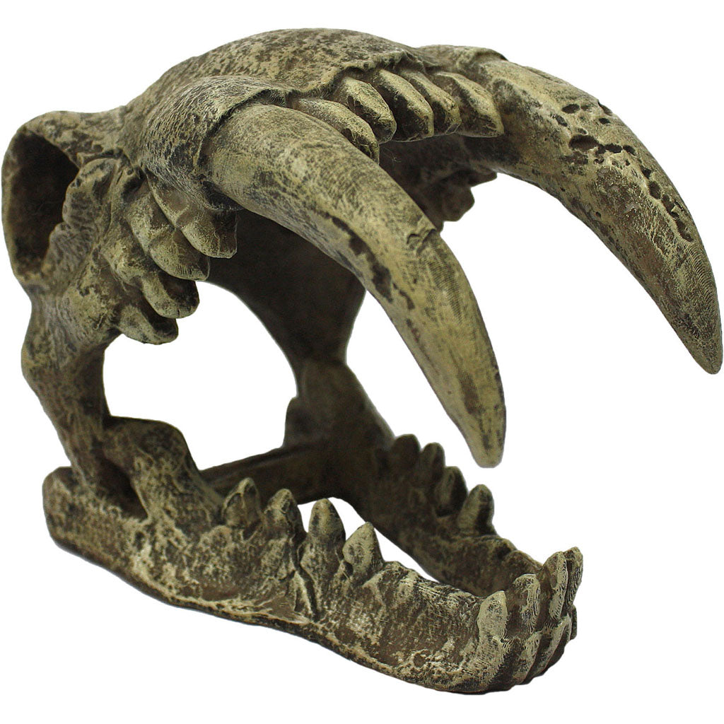 Komodo Sabertooth Skull (NATURAL, LG)