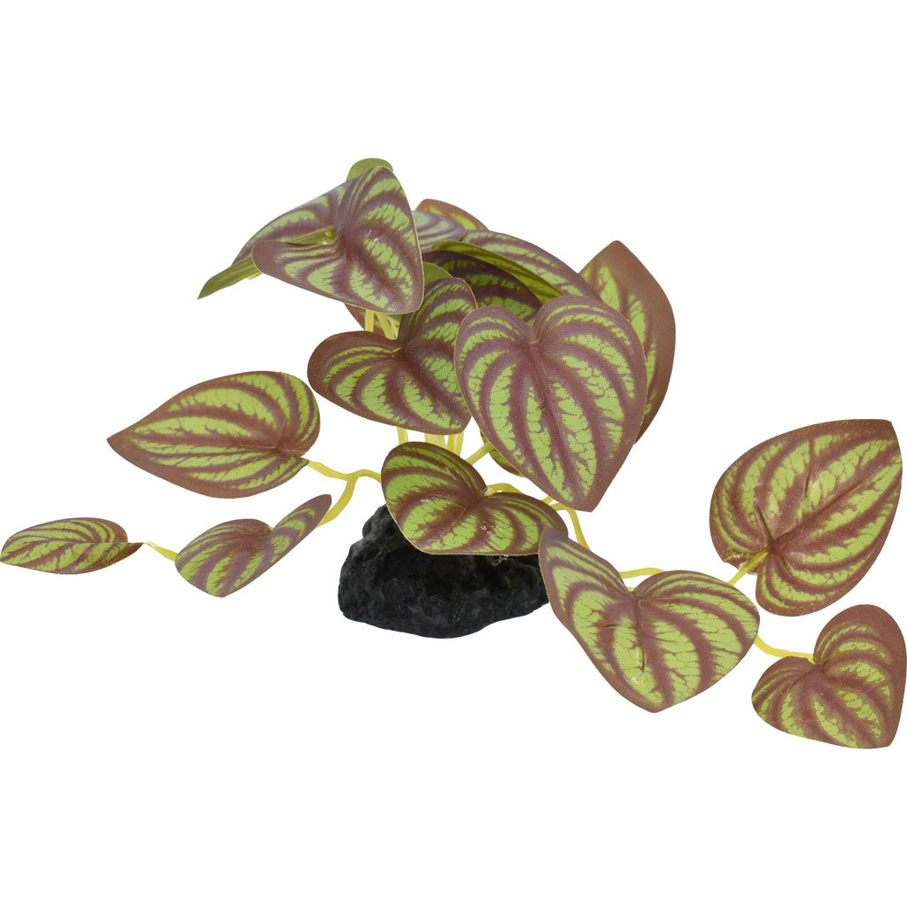 Komodo Small Standing Zebrina Plant (BROWN/GREEN, 3.5 IN)