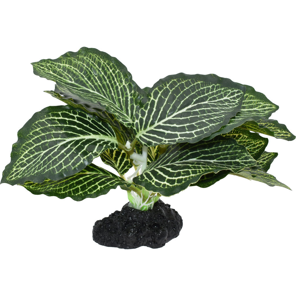 Komodo Standing Vein Plant (GREEN, 4 IN)