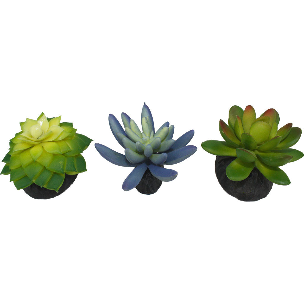 Komodo Succulent Plant (BLUE/GREEN, 3 PK)