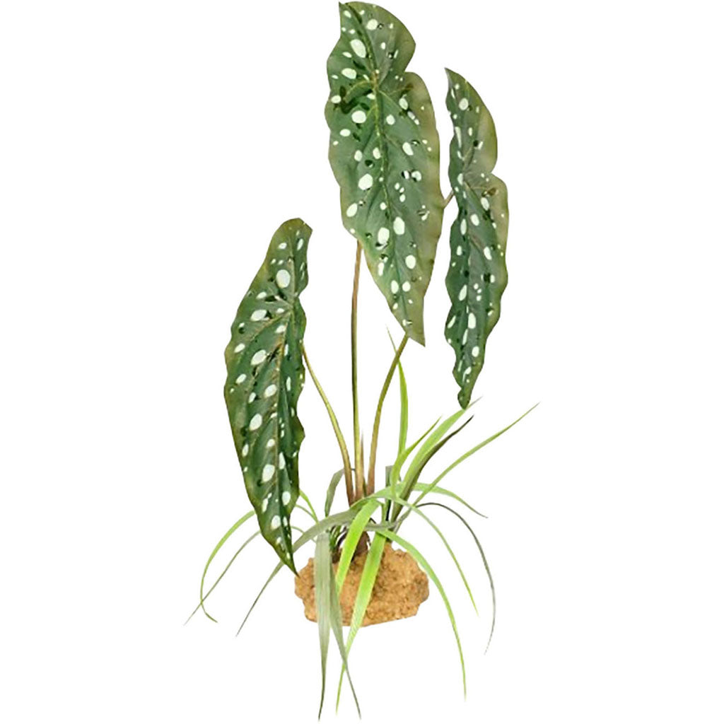 Komodo Spotted Begonia Plant (GREEN/WHITE, 11.8 IN)