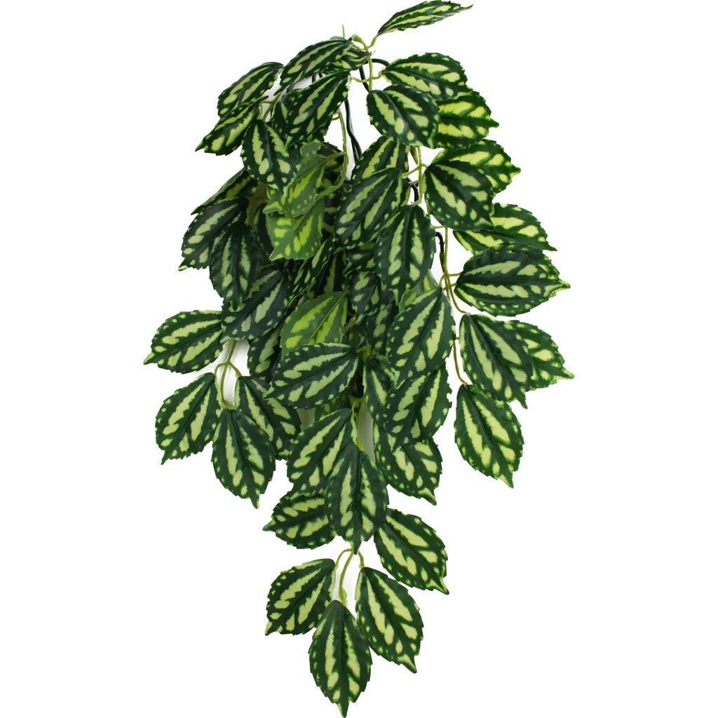 Komodo Two Tone Climbing Plant (GREEN/RED, MD - 16 IN)