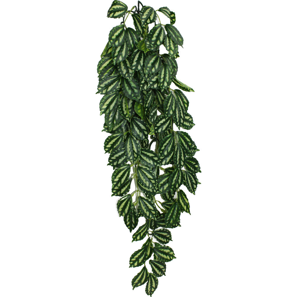 Komodo Two Tone Climbing Plant (GREEN/RED, LG - 24 IN)