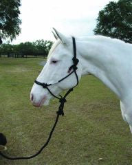 Hamilton Adult Rope Halter W/Lead (BLACK, AVG)