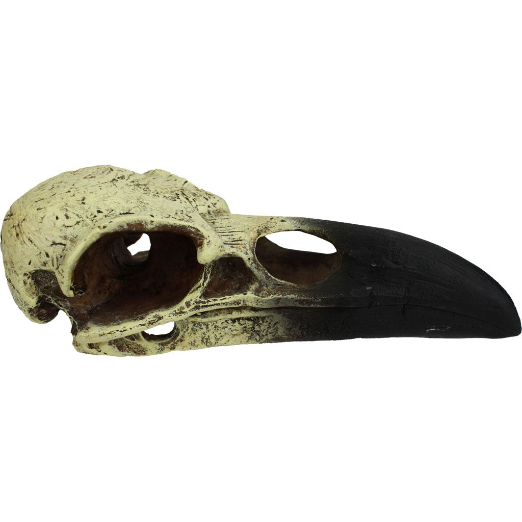 Komodo Raven Skull (NATURAL, MD)