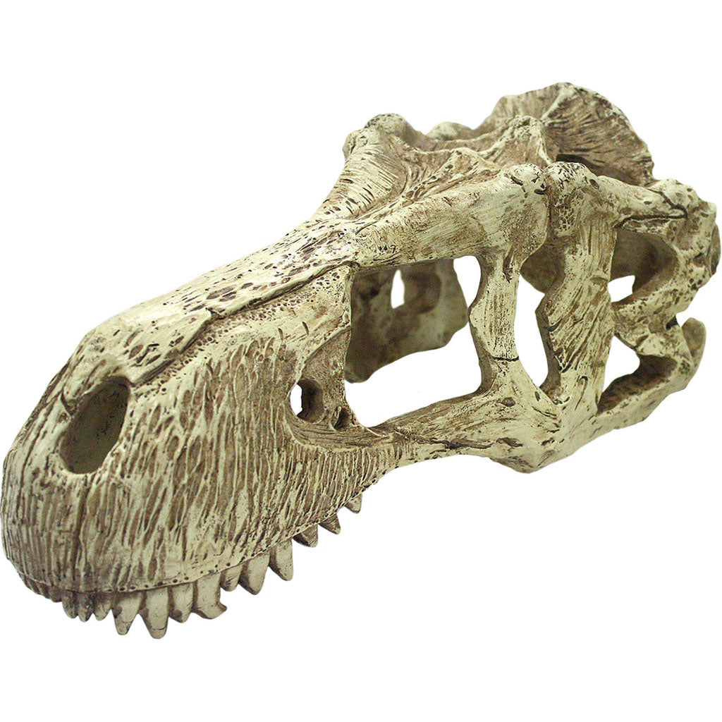Komodo T-Rex Skull (NATURAL, XL)