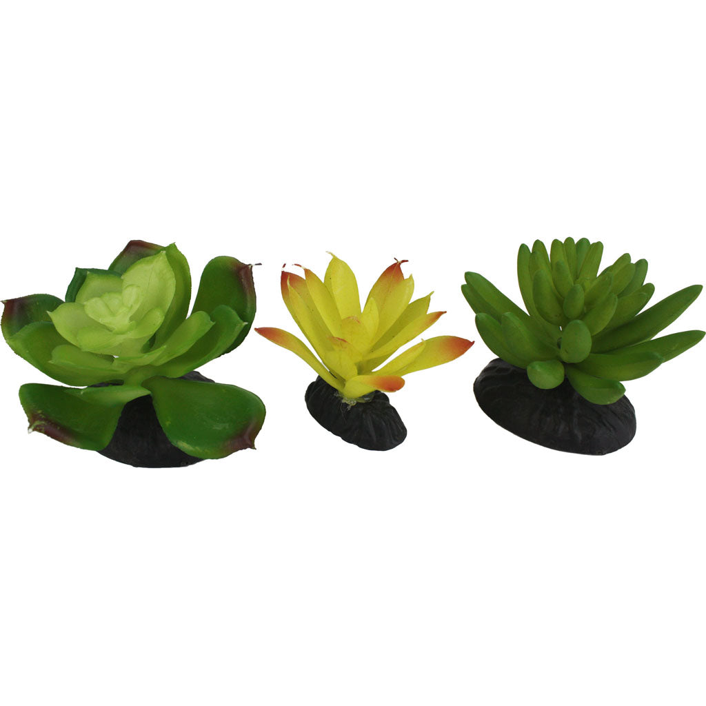 Komodo Succulent Plant (GREEN/YELLOW, 3 PK)