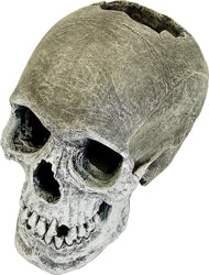 Exotic Environments Life-Like Human Skull (GRAY, SM)