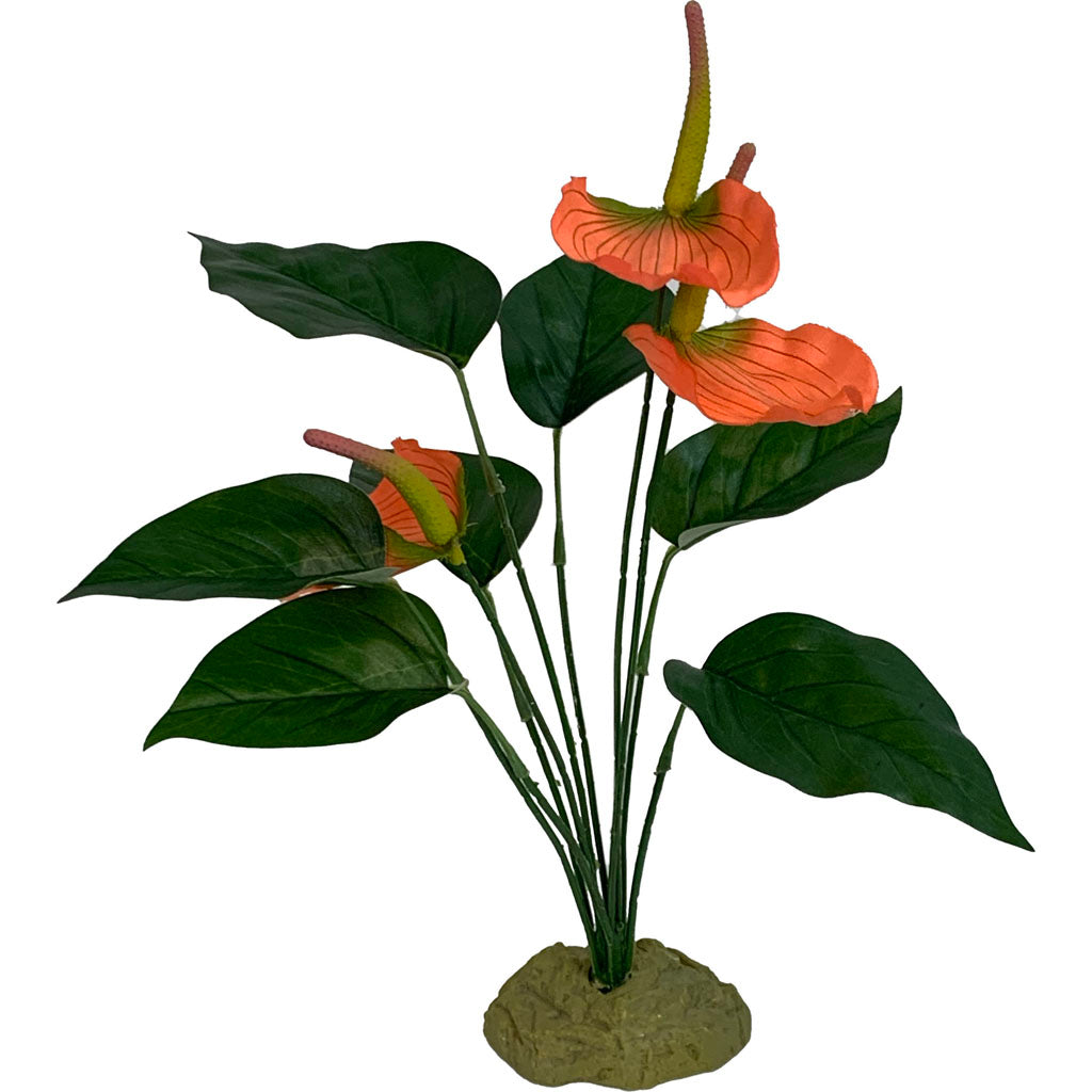 Komodo Anthurium Bush (GREEN/BROWN, LG)