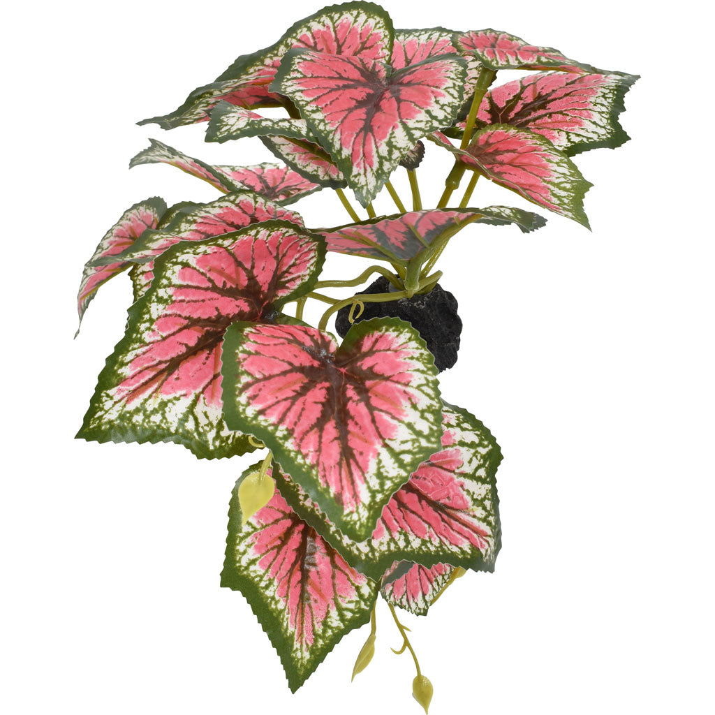 Komodo Standing Caladium Plant (PINK/GREEN, 5 IN)
