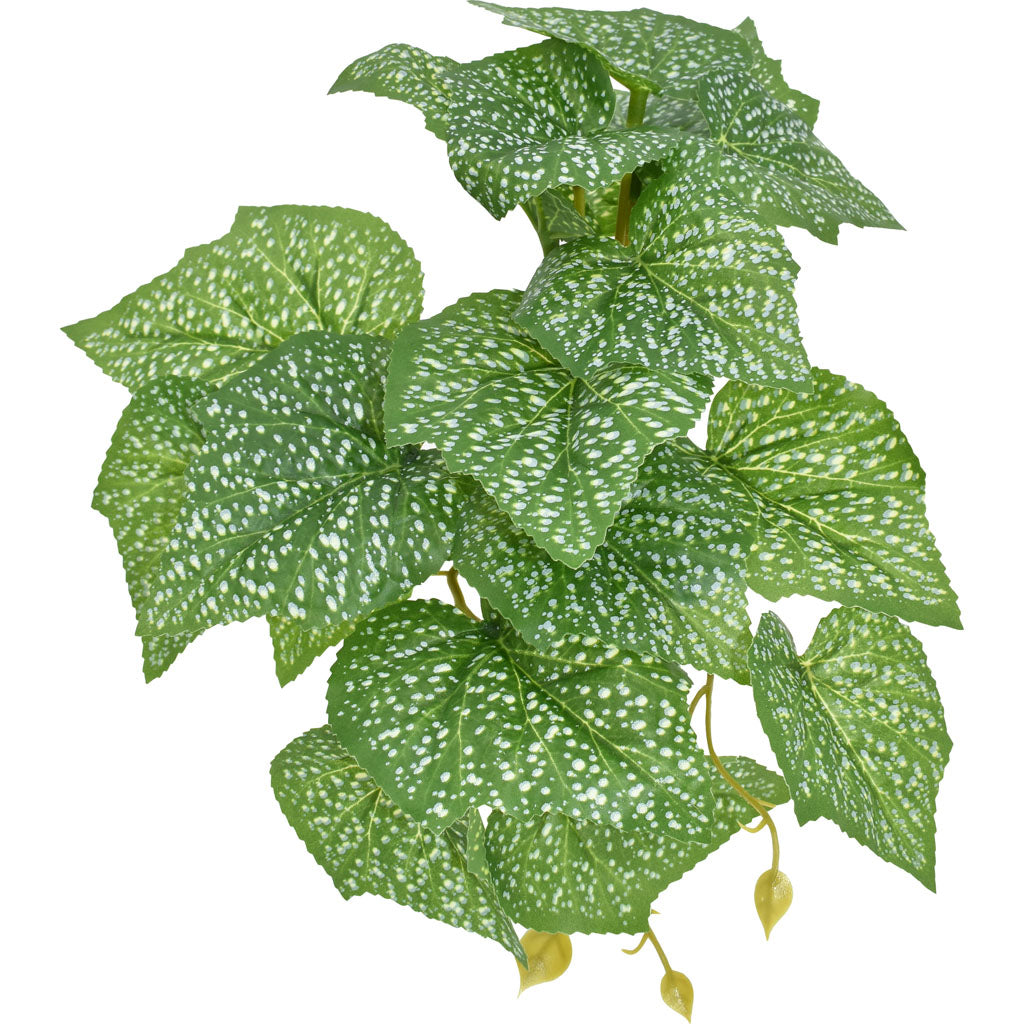Komodo Standing Spotted Pothos Plant (GREEN, 5 IN)