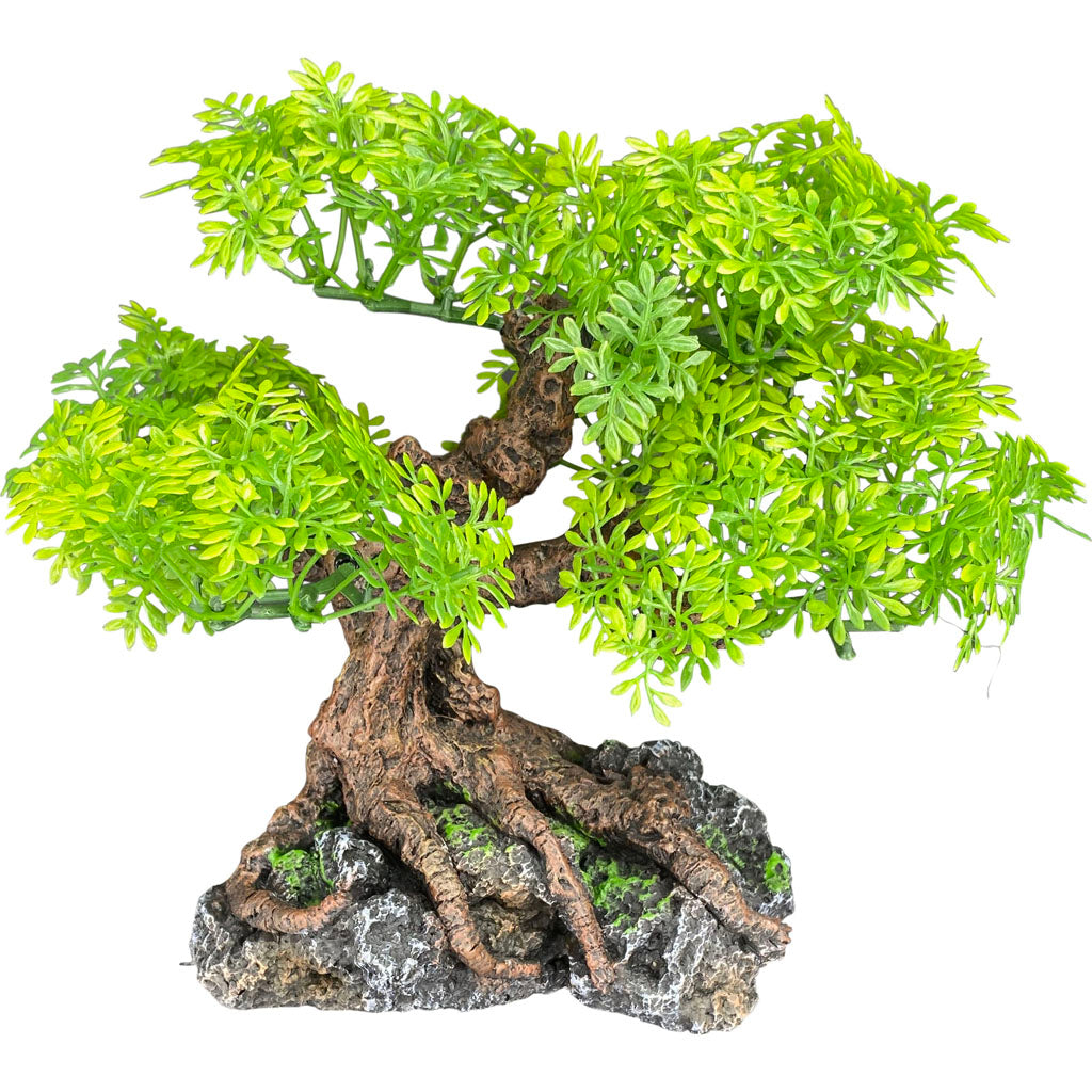 Komodo Bonsai Tree (DARK GREEN, 9.44X5.515X6.69)
