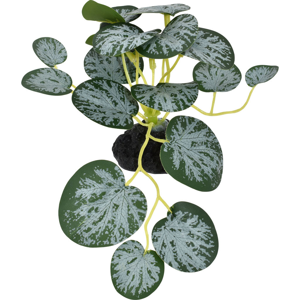 Komodo Small String Of Hearts Plant (GREEN, 3.5 IN)
